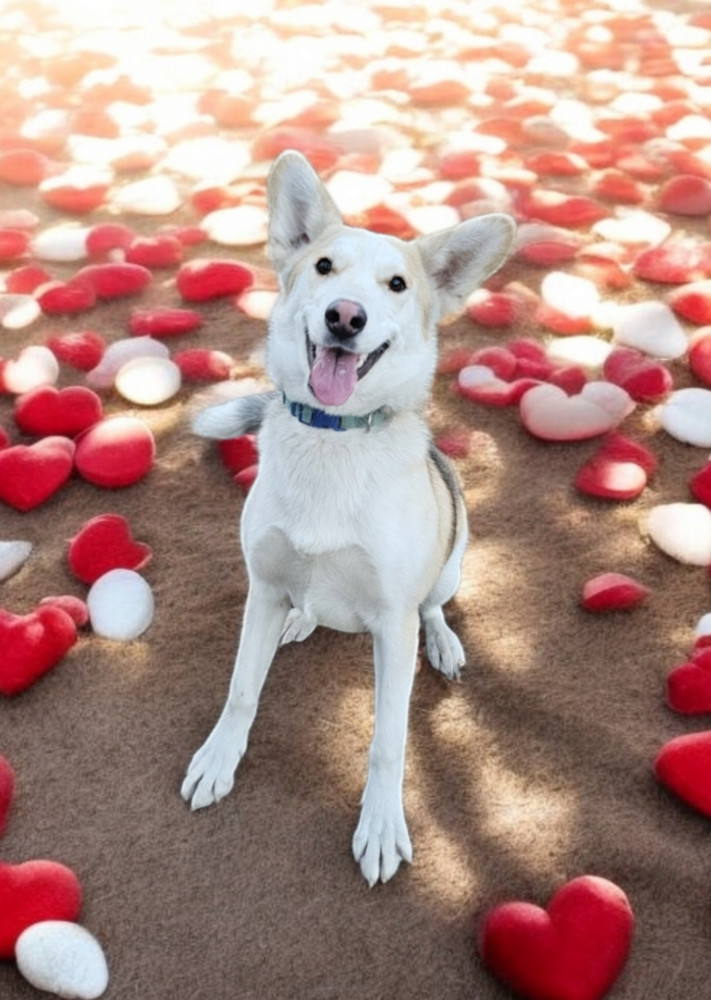 Pru, an adoptable Husky, Shepherd in Hastings, MN, 55033 | Photo Image 2