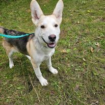 Pru, an adoptable Husky, Shepherd in Hastings, MN, 55033 | Photo Image 3
