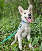 Pru, an adoptable Husky, Shepherd in Hastings, MN, 55033 | Photo Image 4