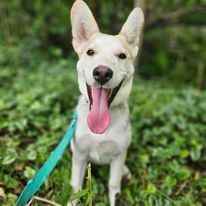 Pru, an adoptable Husky, Shepherd in Hastings, MN, 55033 | Photo Image 5