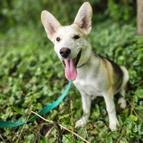 Pru, an adoptable Husky, Shepherd in Hastings, MN, 55033 | Photo Image 6