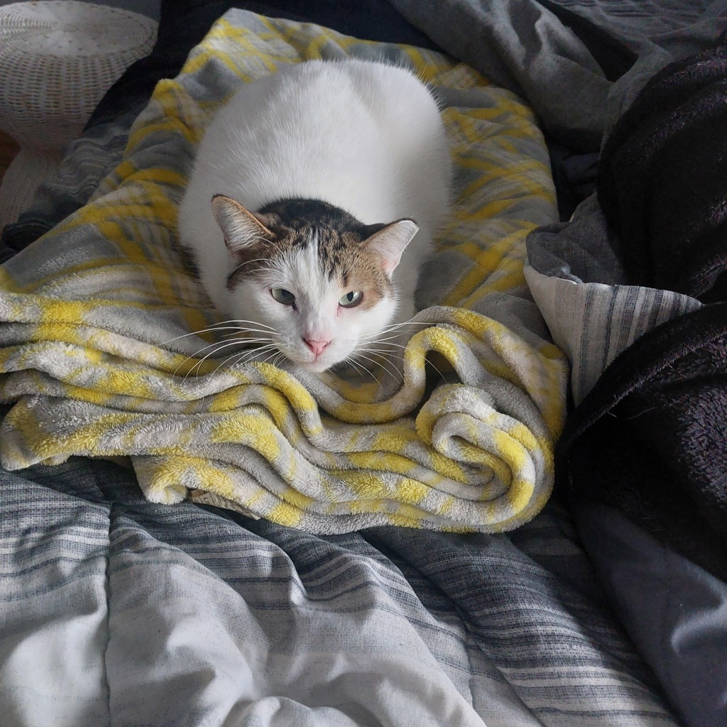 Baby Turnip / Butterball