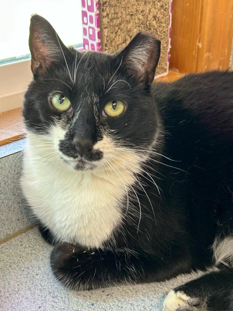 T-Bird, an adoptable Domestic Short Hair in Ontario, OR, 97914 | Photo Image 1