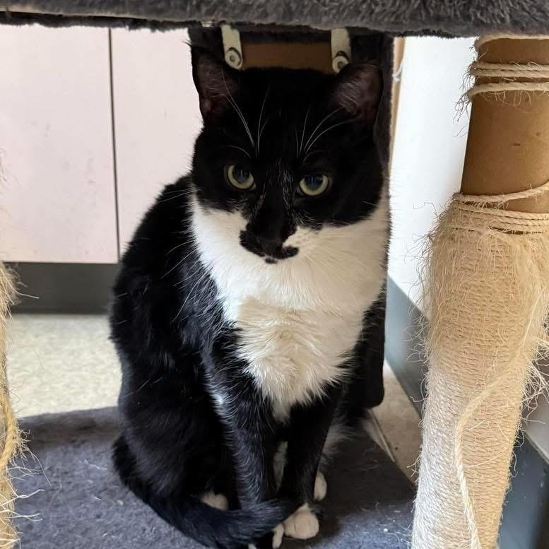 T-Bird, an adoptable Domestic Short Hair in Ontario, OR, 97914 | Photo Image 2