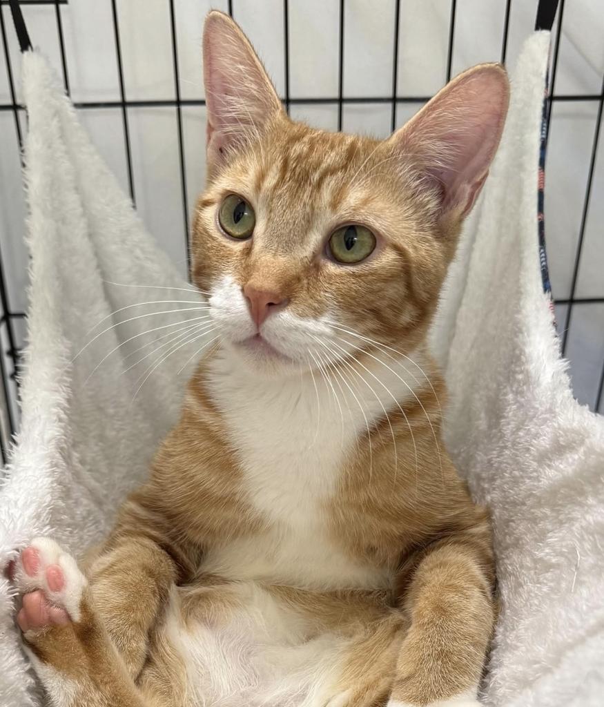 Little Roy, an adoptable Domestic Short Hair in Ontario, OR, 97914 | Photo Image 1
