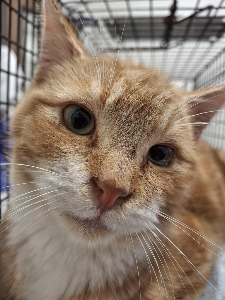 Little Roy, an adoptable Domestic Short Hair in Ontario, OR, 97914 | Photo Image 2