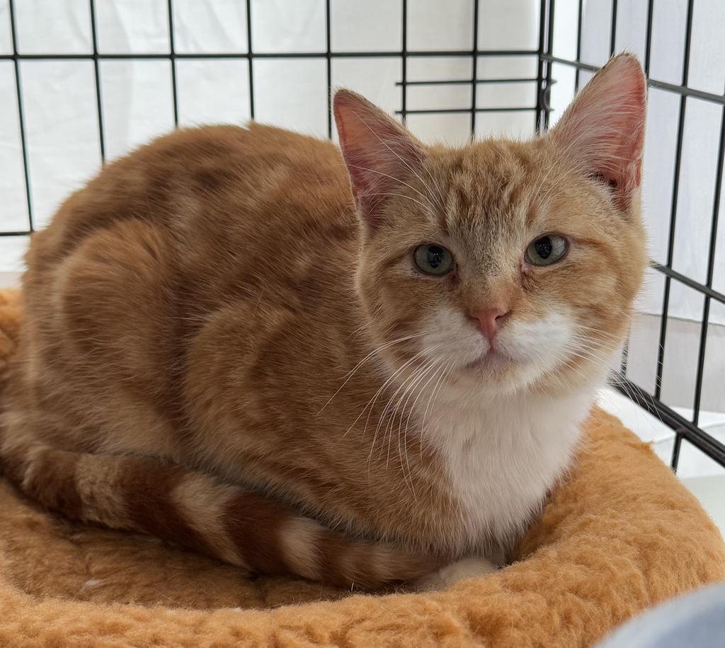 Little Roy, an adoptable Domestic Short Hair in Ontario, OR, 97914 | Photo Image 3