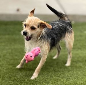 You can fill out an adoption application online on our official websiteMeet Benny - The Spirited Te