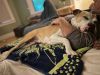 Tazzie photo 2