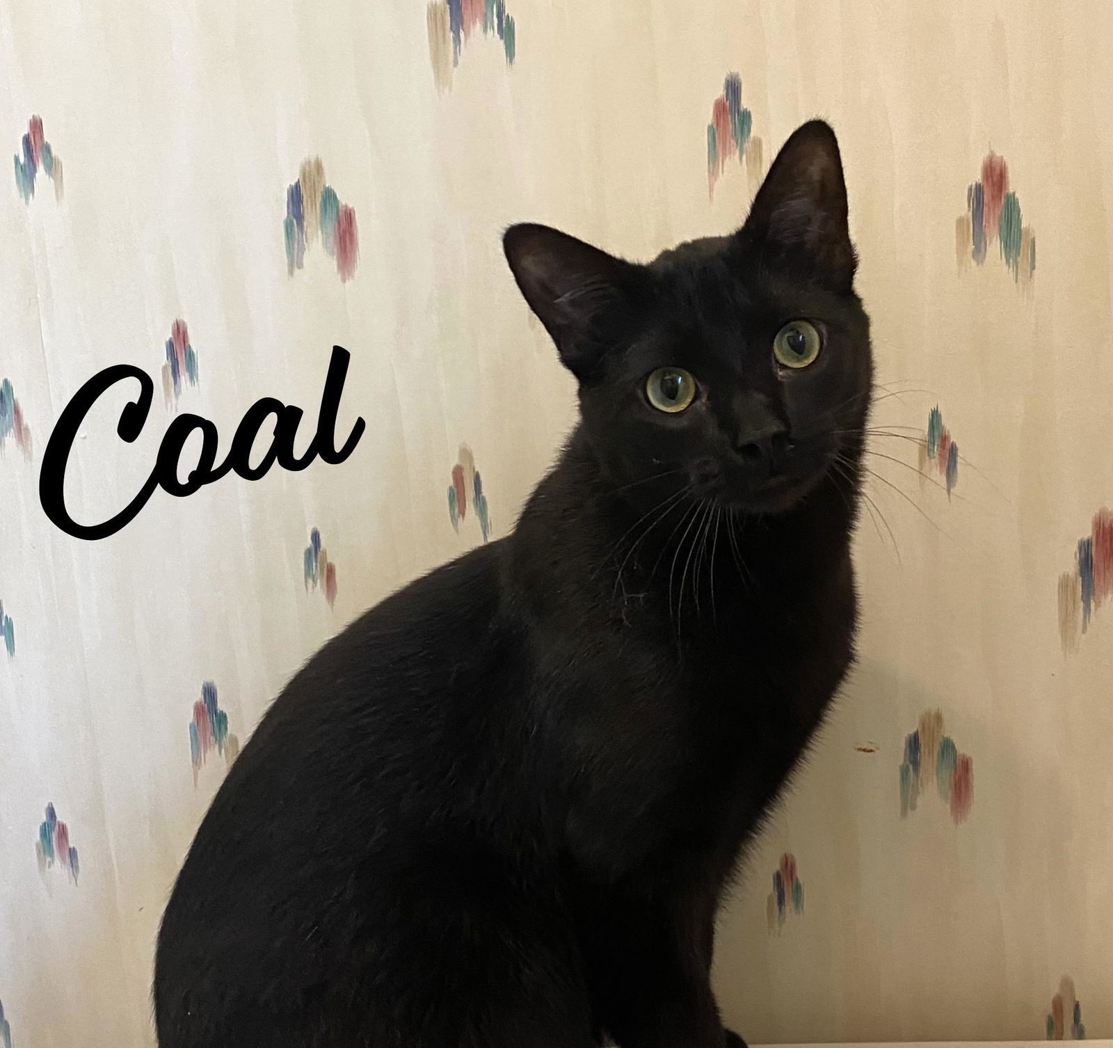 Coal #mini-panther