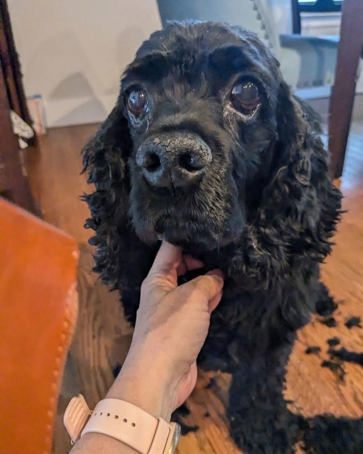 Coal