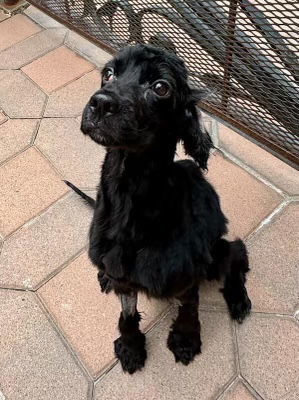 Ralphie