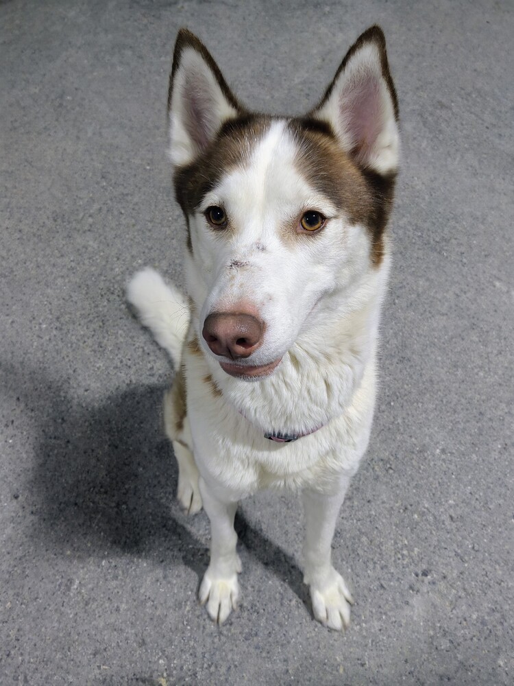 Layla, an adoptable Husky, Mixed Breed in Moses Lake, WA, 98837 | Photo Image 1
