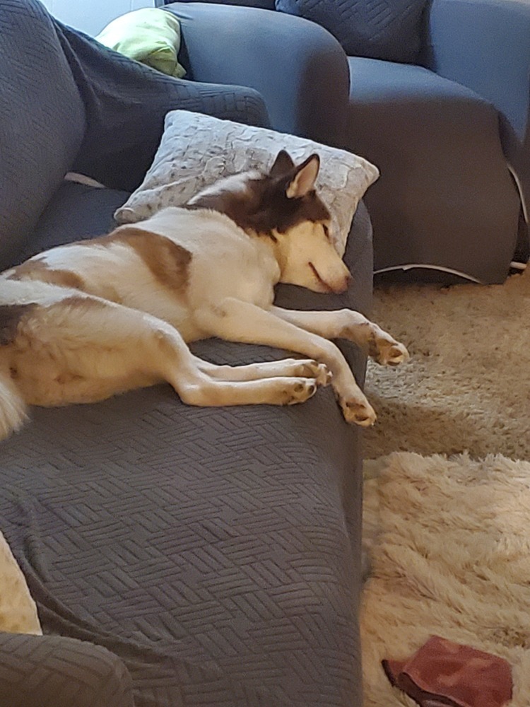Layla, an adoptable Husky, Mixed Breed in Moses Lake, WA, 98837 | Photo Image 2
