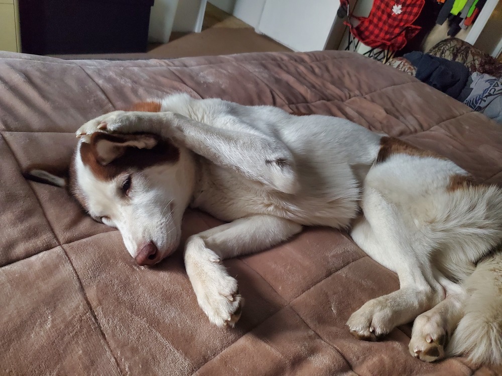 Layla, an adoptable Husky, Mixed Breed in Moses Lake, WA, 98837 | Photo Image 6