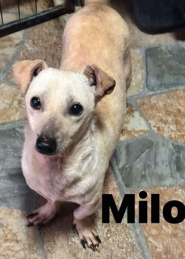 Milo