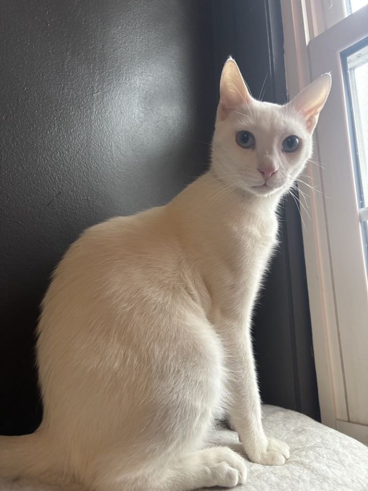 Whitty 2