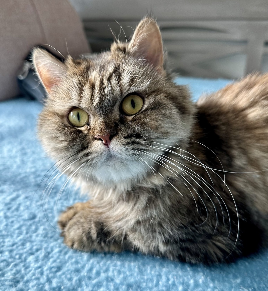 Sally, an adoptable Siberian, Maine Coon in Vienna , VA, 22180 | Photo Image 1