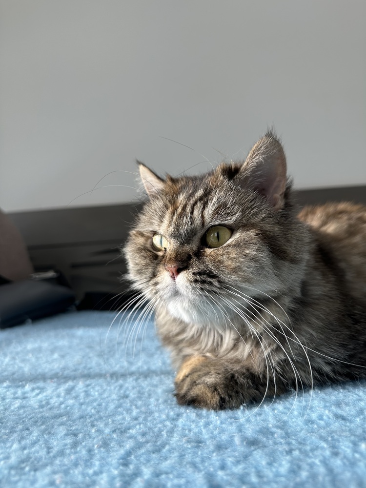 Sally, an adoptable Siberian, Maine Coon in Vienna , VA, 22180 | Photo Image 2