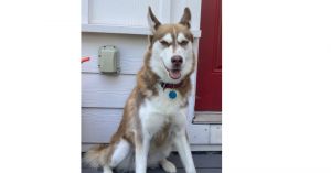 Lucy, Adult Female Siberian Husky