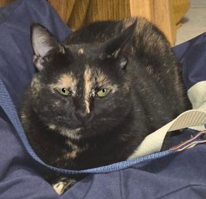 Dolly, Adult Female Domestic Short Hair