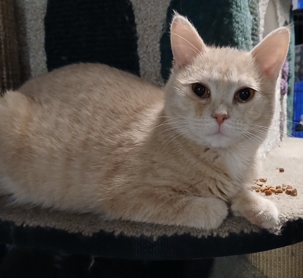 Oranssi, an adoptable Domestic Short Hair in Shell Lake, WI, 54871 | Photo Image 1