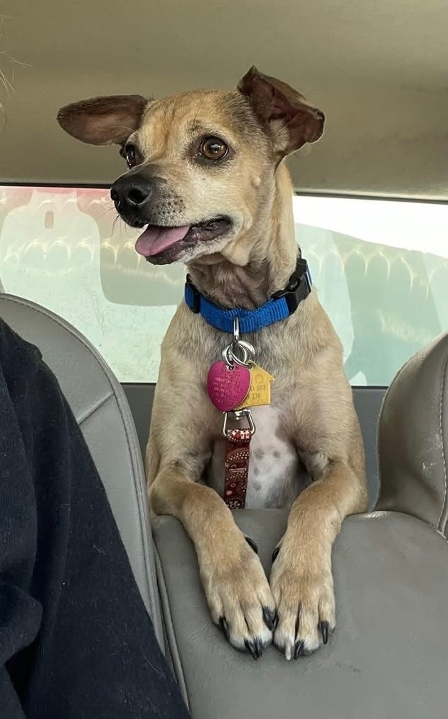 Chewy, an adoptable Chihuahua, Mixed Breed in Tucumcari, NM, 88401 | Photo Image 1