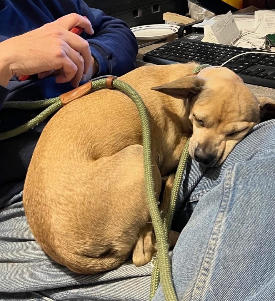 Chewy, an adoptable Chihuahua, Mixed Breed in Tucumcari, NM, 88401 | Photo Image 3