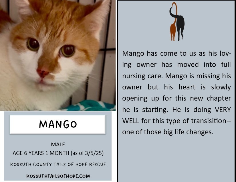 Mango