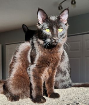 Tikoti