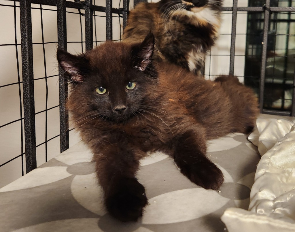 Tikoti, an adoptable Domestic Long Hair in Palmer, AK, 99645 | Photo Image 2