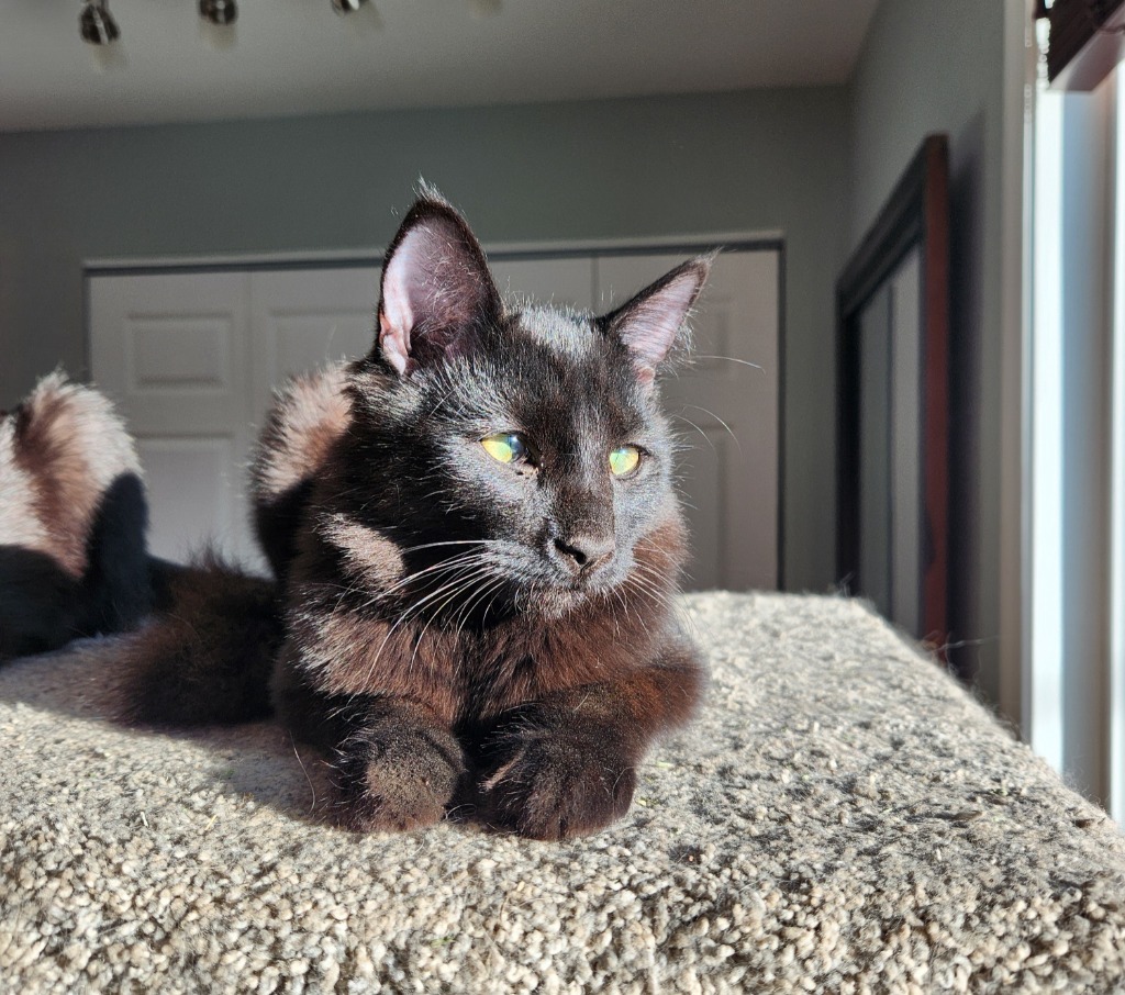 Tikoti, an adoptable Domestic Long Hair in Palmer, AK, 99645 | Photo Image 3