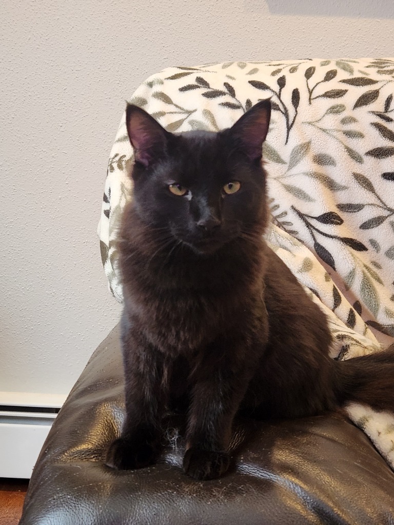 Tikoti, an adoptable Domestic Long Hair in Palmer, AK, 99645 | Photo Image 4