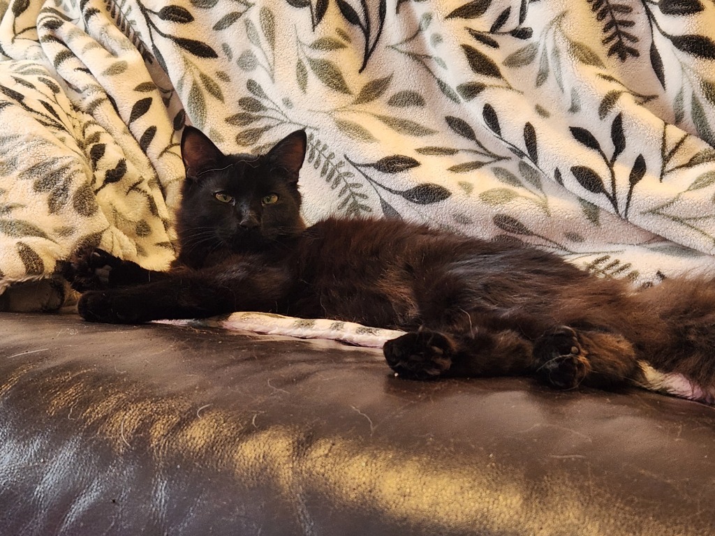 Tikoti, an adoptable Domestic Long Hair in Palmer, AK, 99645 | Photo Image 5