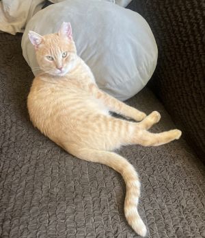 Sir Peaches