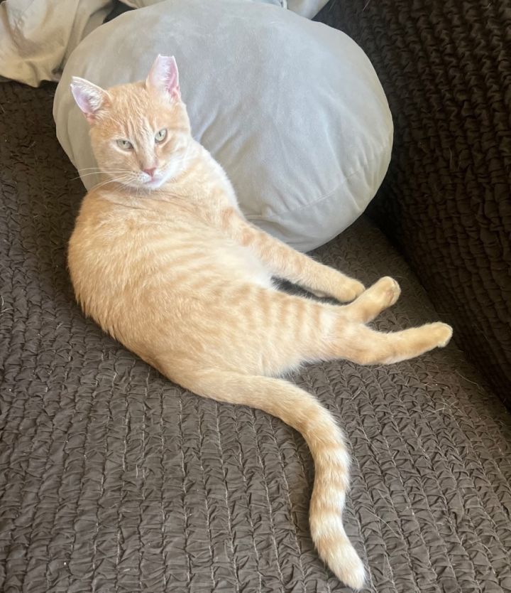 Sir Peaches 1