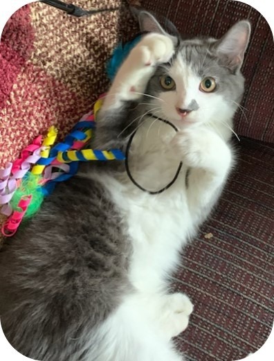 Torgal, an adoptable Domestic Medium Hair in Grand Junction, CO, 81505 | Photo Image 1