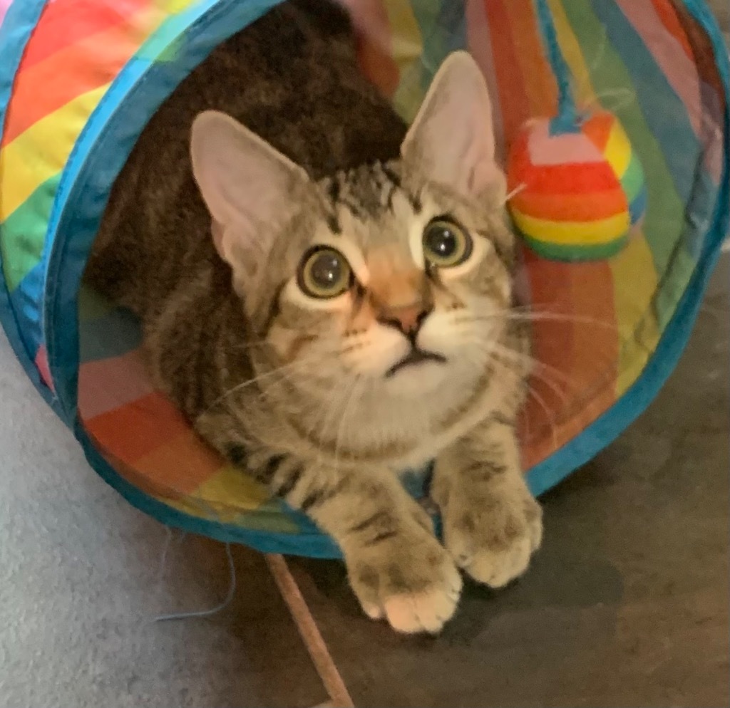 Kiba, an adoptable Domestic Short Hair in Grand Junction, CO, 81505 | Photo Image 1