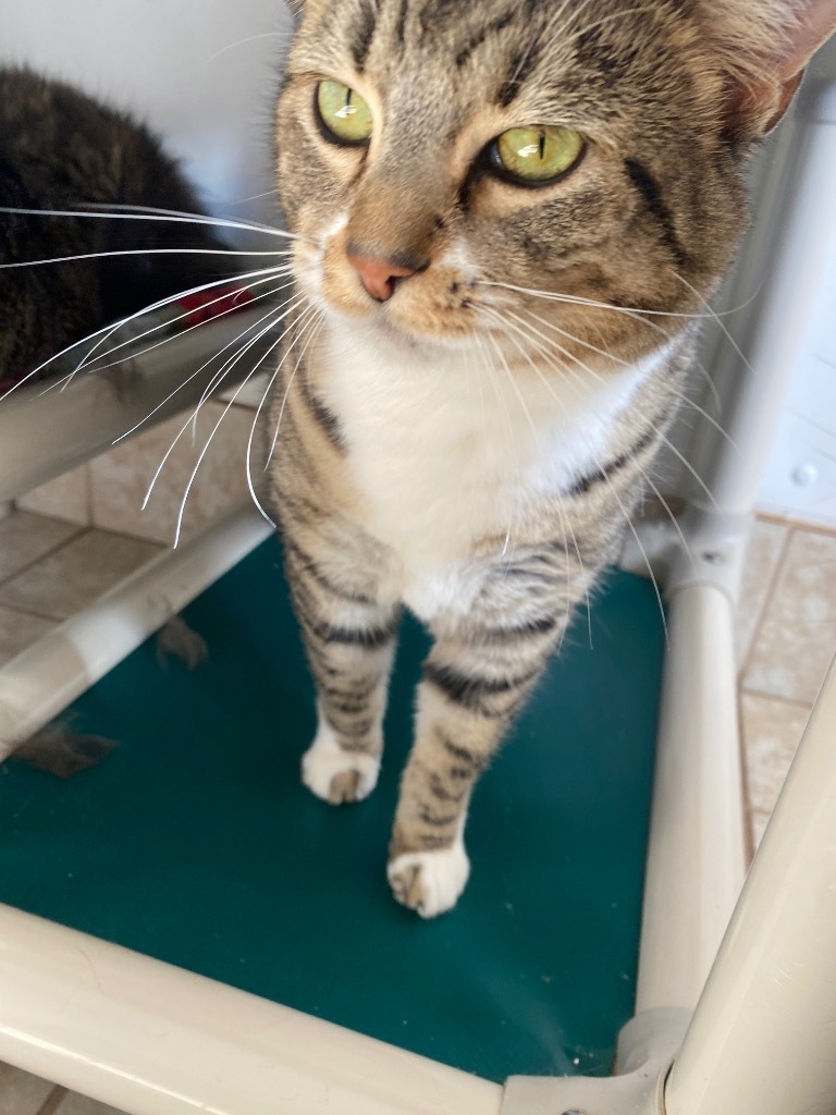 Vienna, an adoptable Domestic Short Hair in Grand Junction, CO, 81505 | Photo Image 1