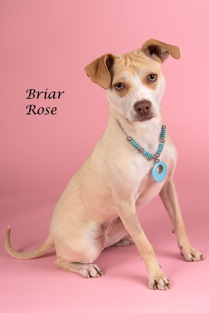 Briar Rose 2