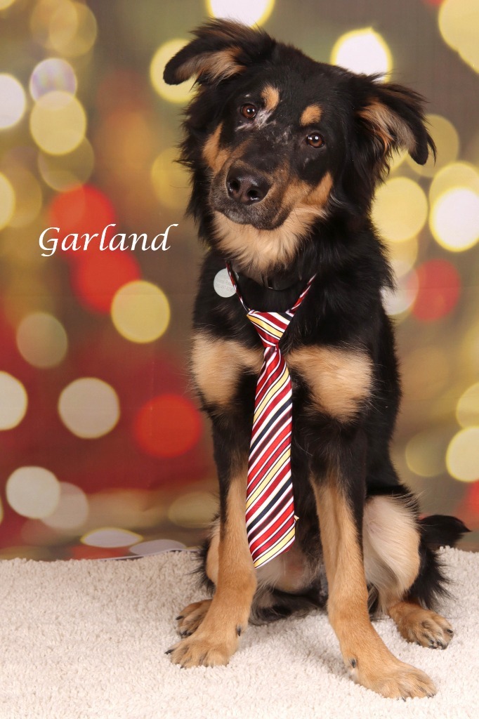 Garland 2