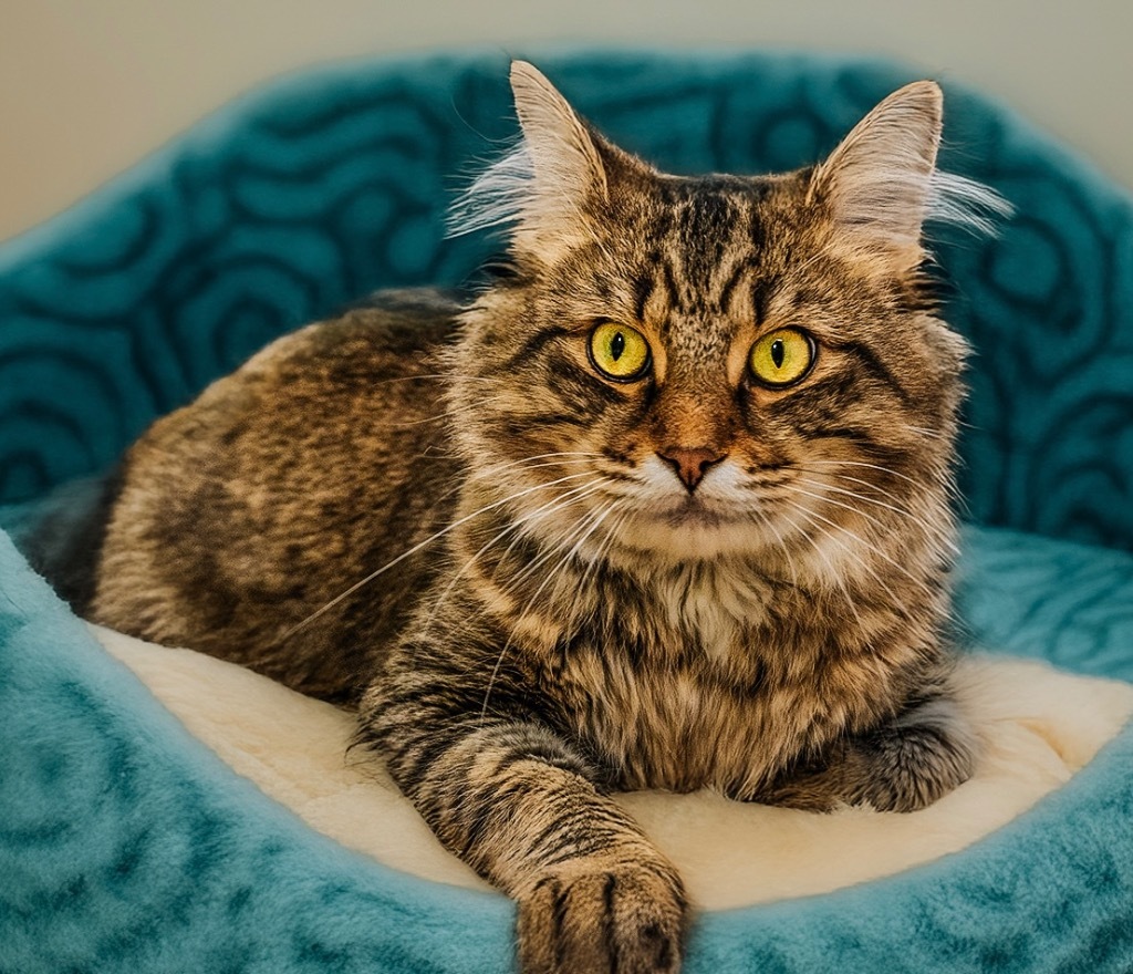 Boots with the Fur (Loki Alexander Fluffy Butt)