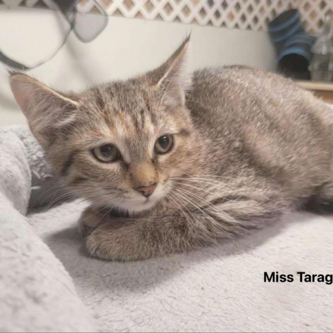 Miss Taragon