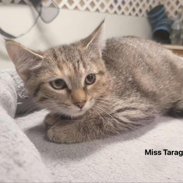 Miss Taragon 1