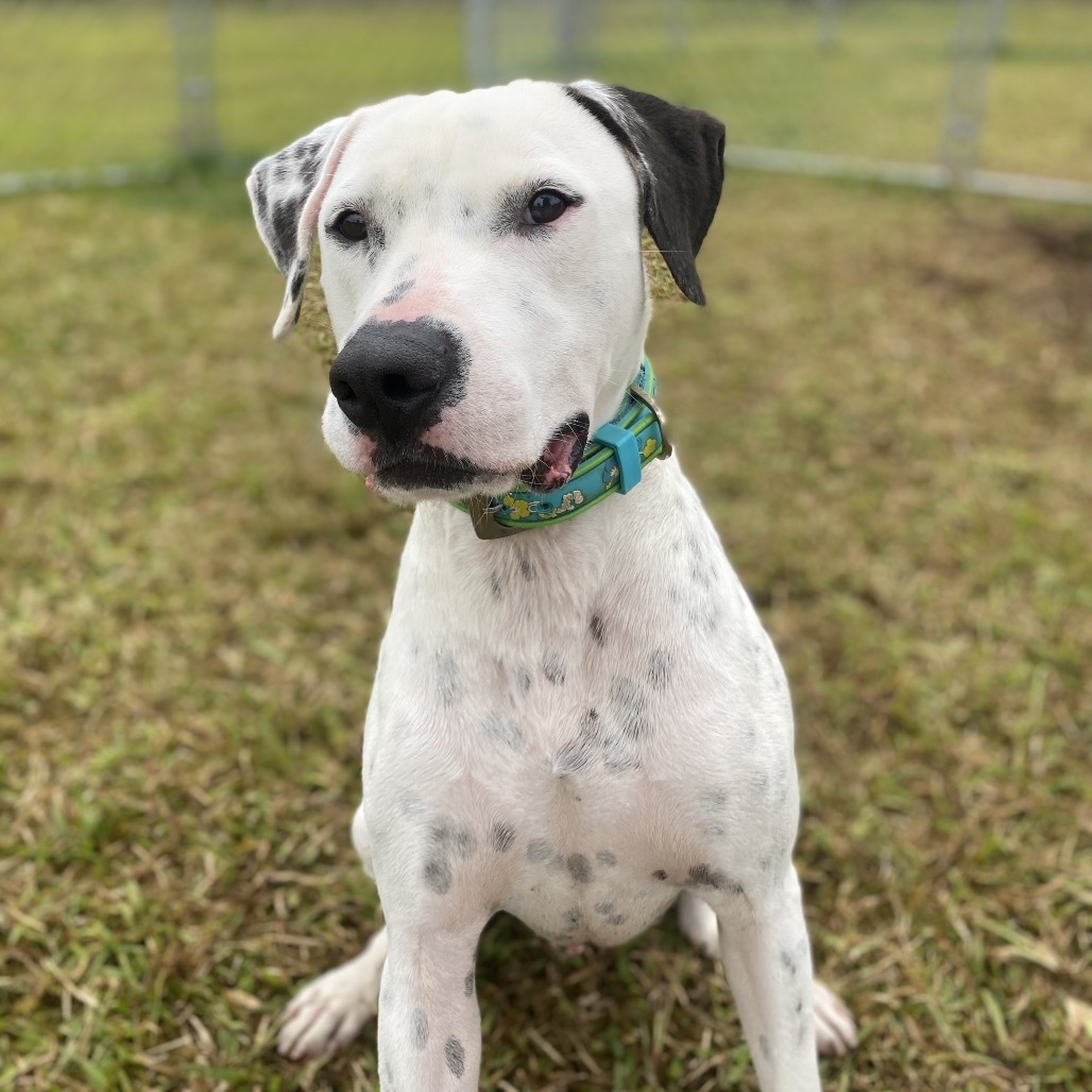 Pogi (COH-A-62787), an adoptable Catahoula Leopard Dog, Mixed Breed in Keaau, HI, 96749 | Photo Image 1