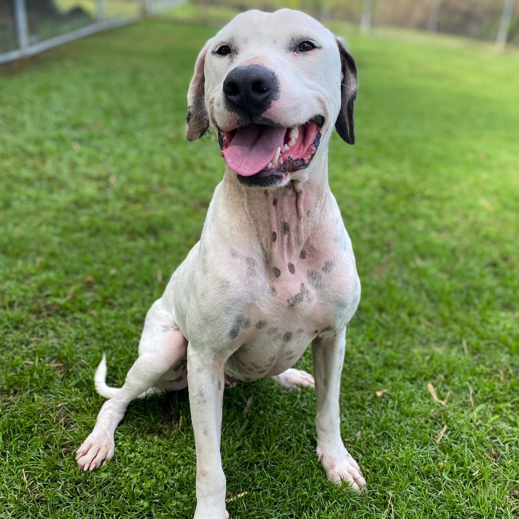 Pogi (COH-A-62787), an adoptable Catahoula Leopard Dog, Mixed Breed in Keaau, HI, 96749 | Photo Image 2