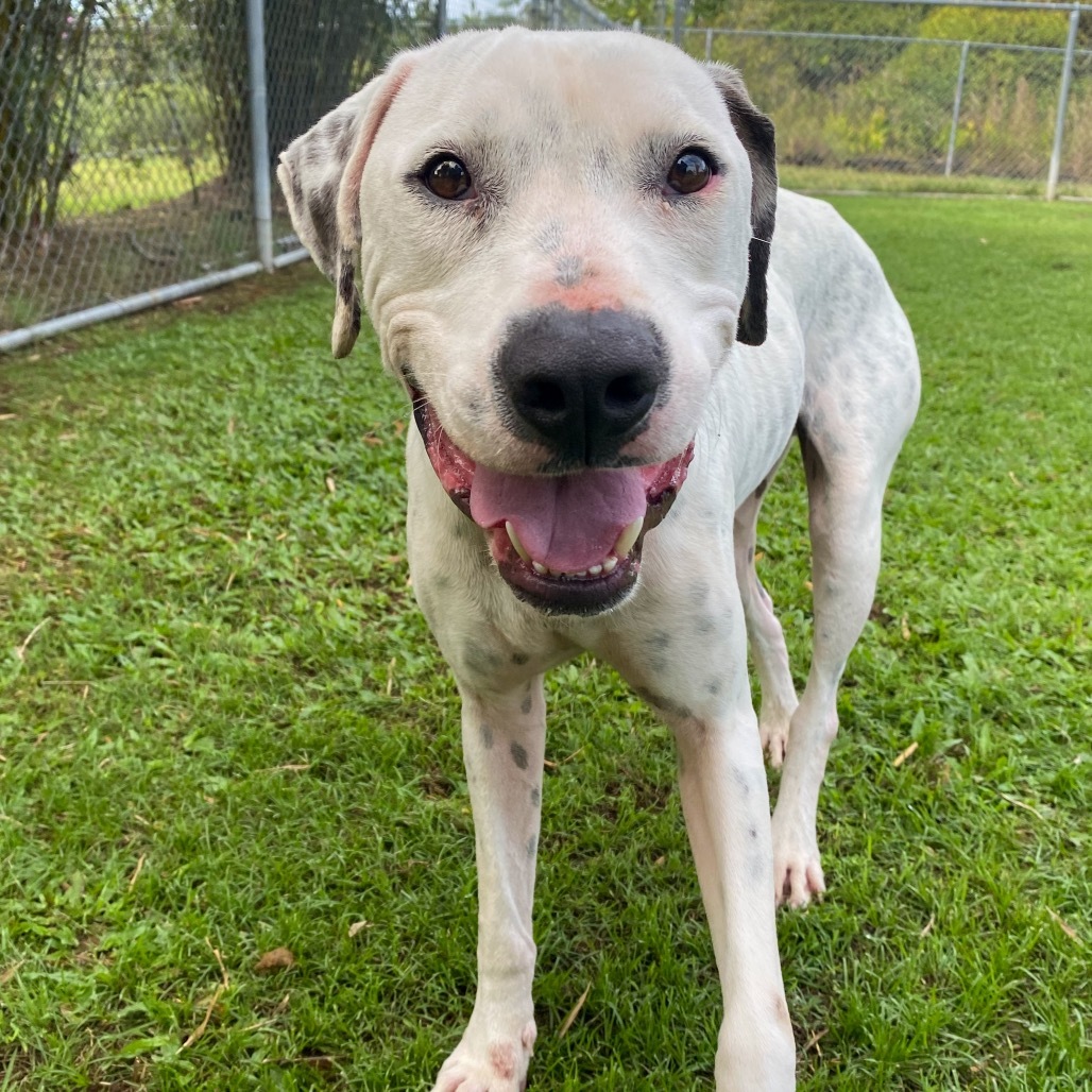 Pogi (COH-A-62787), an adoptable Catahoula Leopard Dog, Mixed Breed in Keaau, HI, 96749 | Photo Image 2