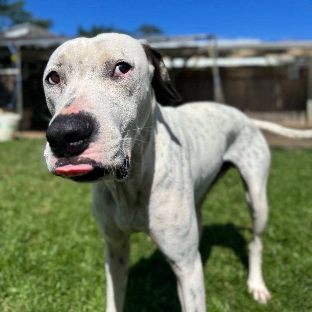 Pogi: COH-A-62787, an adoptable Catahoula Leopard Dog, Mixed Breed in Keaau, HI, 96749 | Photo Image 3