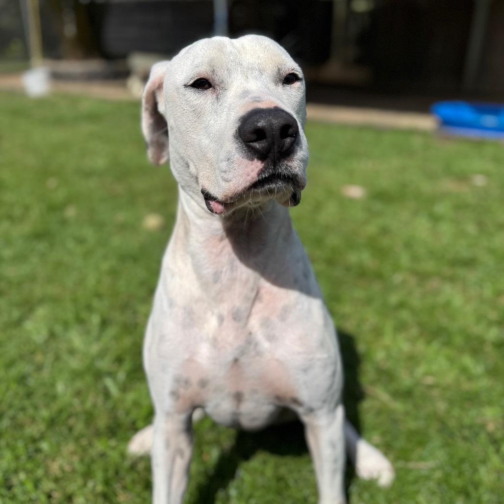 Pogi (COH-A-62787), an adoptable Catahoula Leopard Dog, Mixed Breed in Keaau, HI, 96749 | Photo Image 4