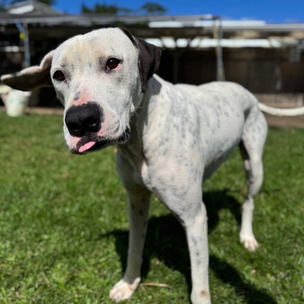 Pogi: COH-A-62787, an adoptable Catahoula Leopard Dog, Mixed Breed in Keaau, HI, 96749 | Photo Image 5